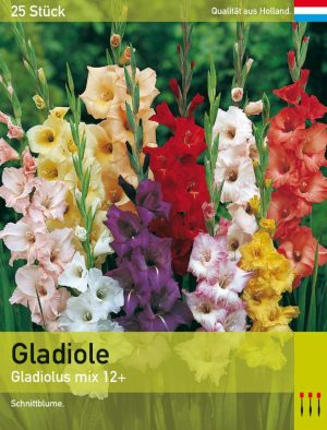 Großblütige Gladiole