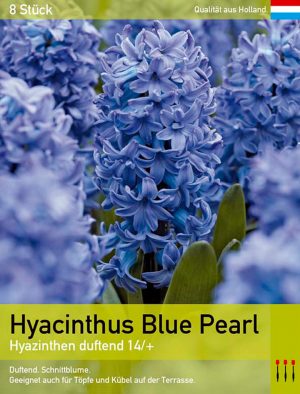 Hyacinthus Blue Pearl