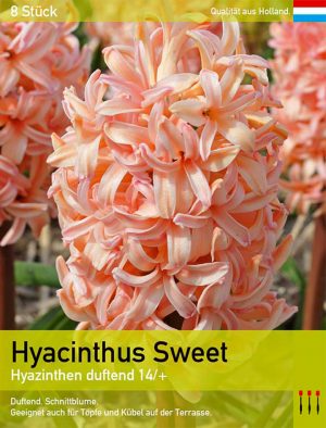 Hyacinthus Sweet