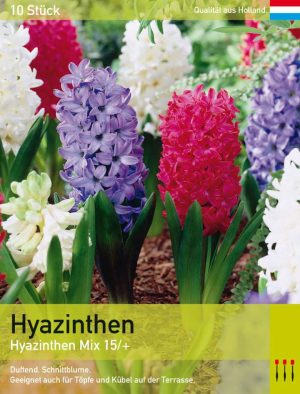 Hyazinthen Mix