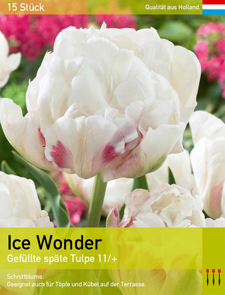 Tulipa Ice Wonder - Sommer Sale gestartet – Heiße Deals + Versandfrei ...