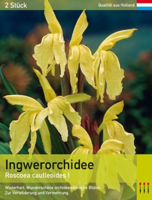 Ingwerorchidee cautleoides