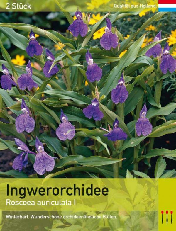 Ingwerorchidee auriculata
