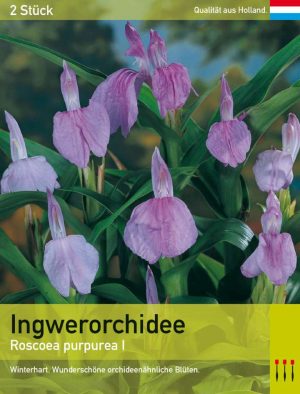 Ingwerorchidee purpurea