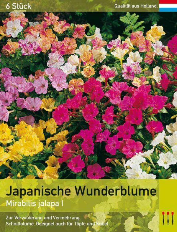 Japanische Wunderblume