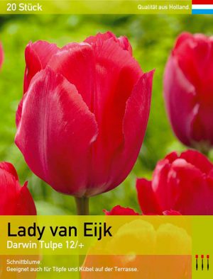 Lady van Eijk