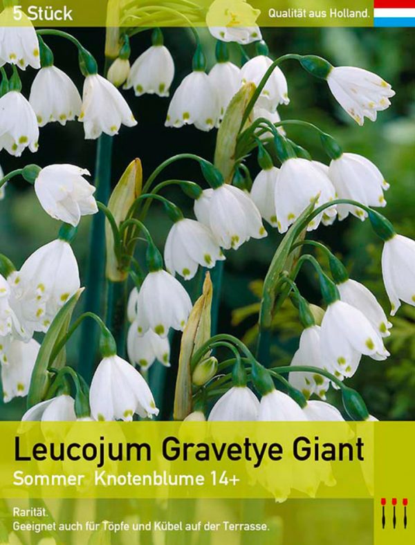 Leucojum Gravetye Giant