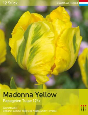 Madonna Yellow