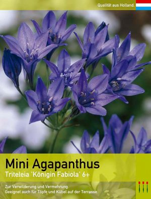 Mini Agapanthus