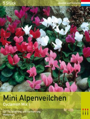 Mini Alpenveilchen MIx