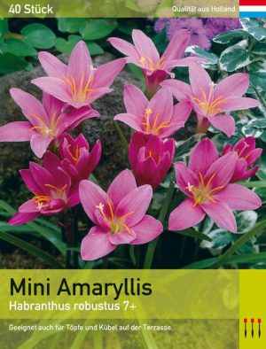 Mini Amaryllis