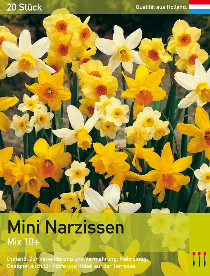 Osterglocken 15 Zwiebeln Narcissus BALDUR-Garten Narzissen Double Duo Mix