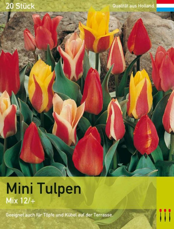 Mini Tulpen Mix