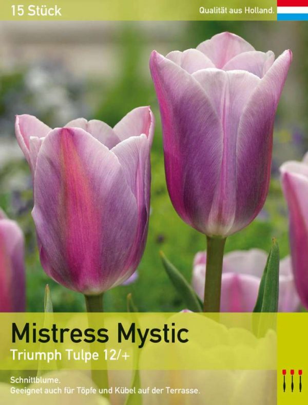 Mistress Mystic