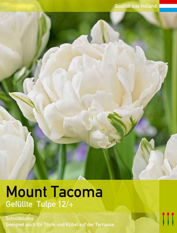 Mount Tacoma