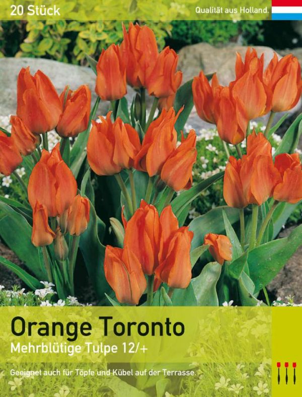 Orange Toronto