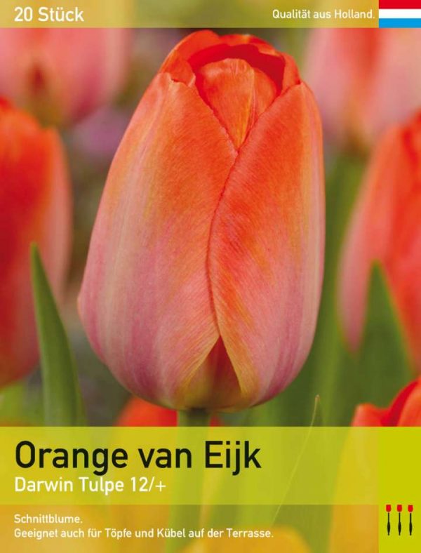 Orange van Eijk