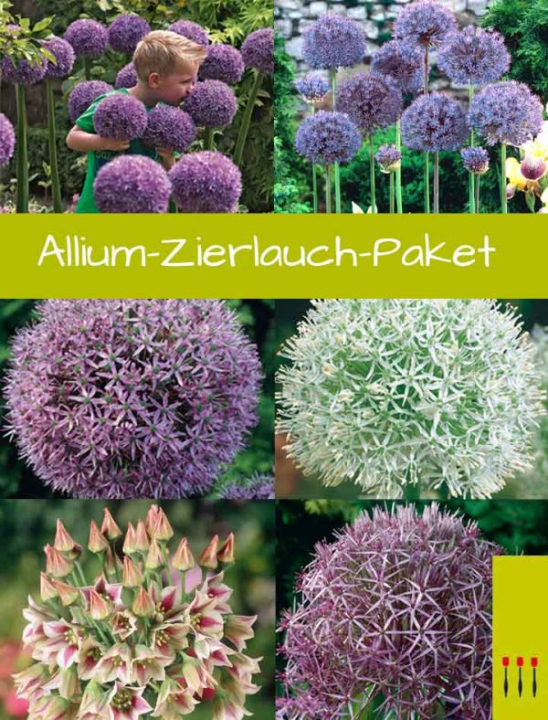 Allium Zierlauch Paket
