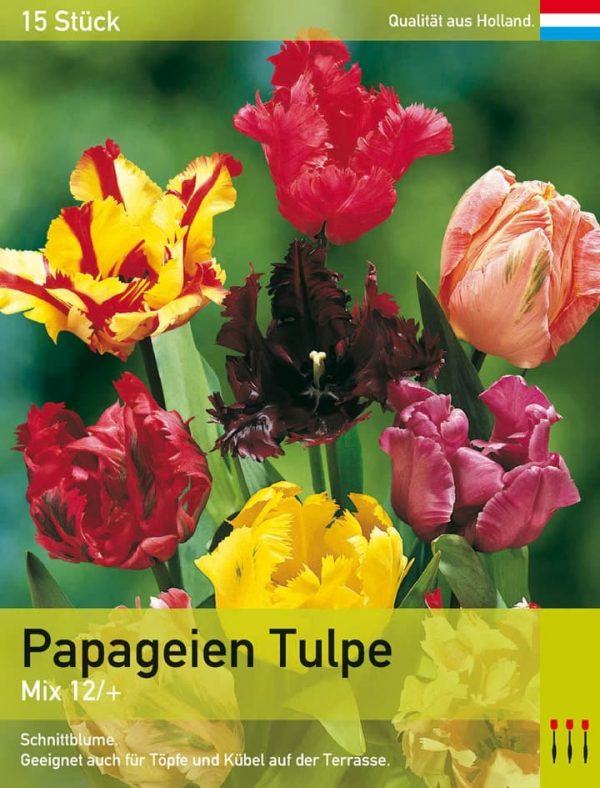 Papageien Tulpen  Mix