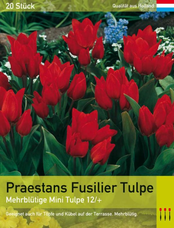 Praestans Fusilier Tulpe