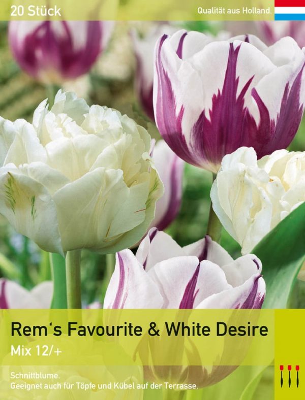 Rem's Favourite & White Desire