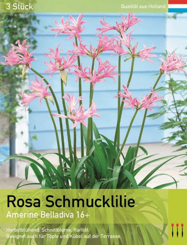 Rosa Schmucklilie
