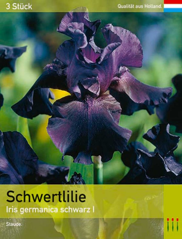 Iris germanica schwarz