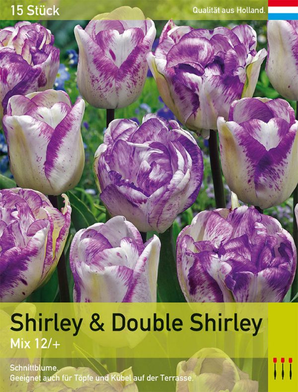 Shirley & Double Shirley