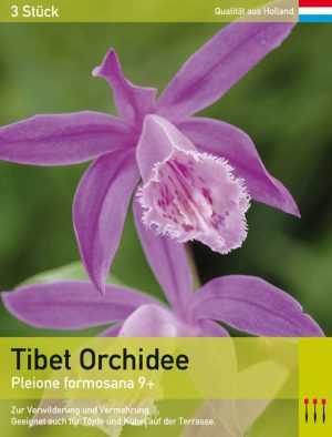 Tibet Orchidee