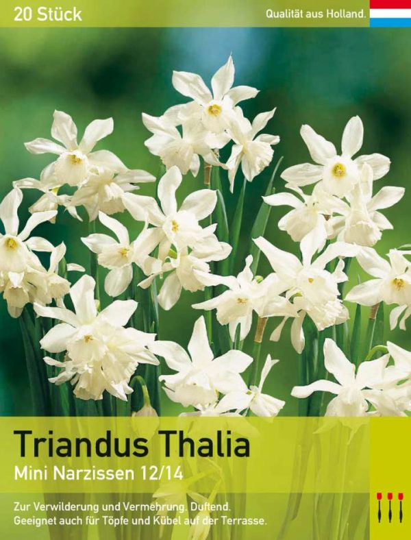 Triandus Thalia