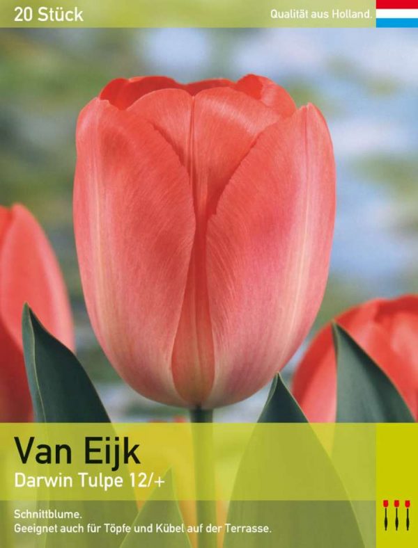 Van Eijk