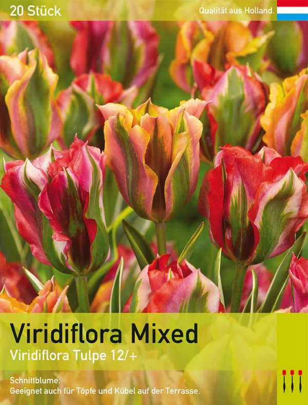 Viridiflora Mixed