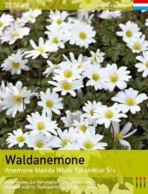 Waldanemone