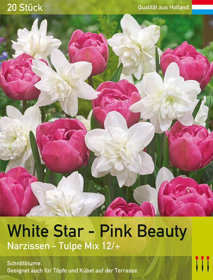White Star - Pink Beauty