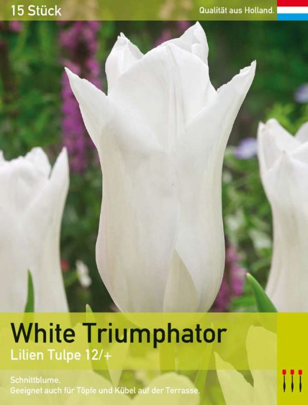White Triumphator