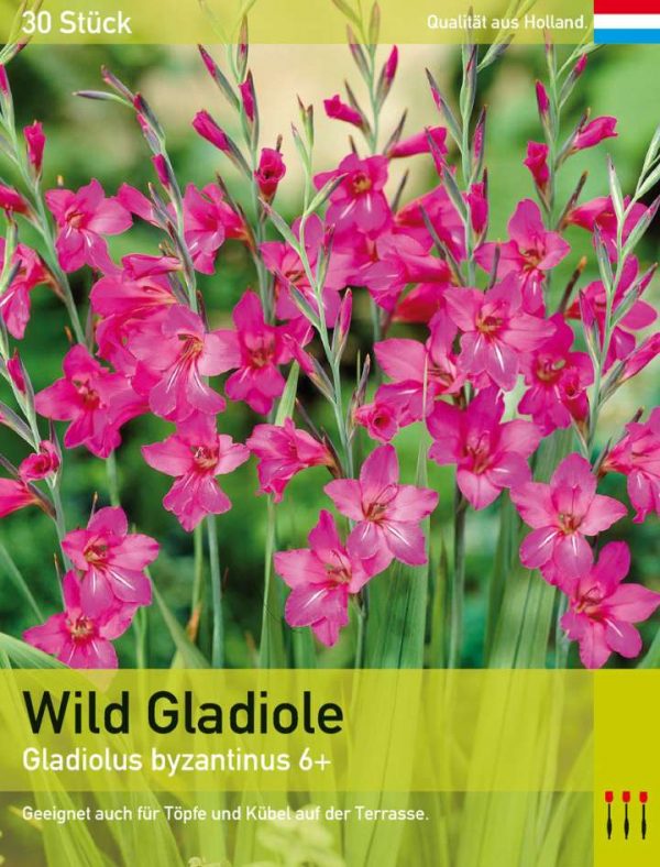 Wild Gladiole