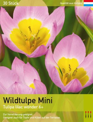 Wildtulpe Mini
