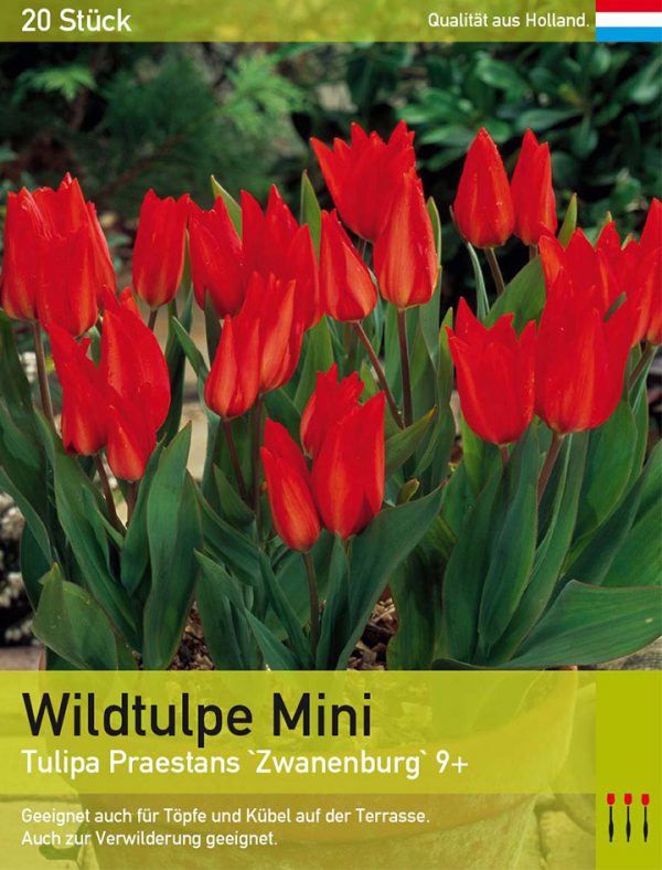 Wildtulpe Mini