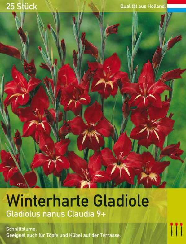 Niedrige Gladiole 'Claudia'
