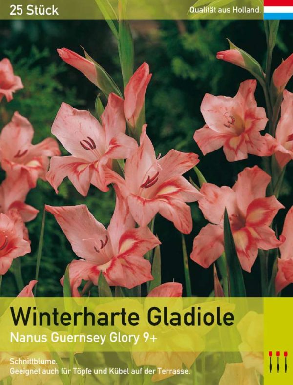 Niedrige Gladiole 'Guernsey Glory'